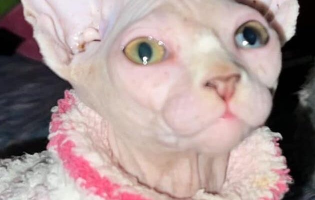 TrilliumAnnJorgensen | FOX 28 Spokane