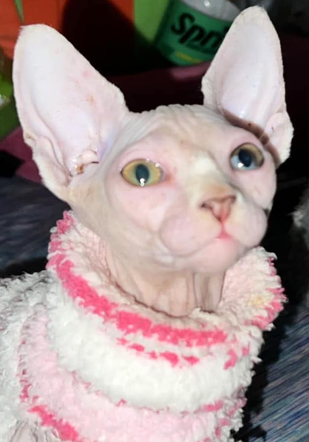 TrilliumAnnJorgensen | FOX 28 Spokane