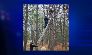 Spokane Valley Fire Department save girl stuck on top of tree