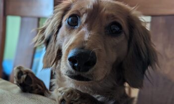 WHAT’S NEW FOR DOGS?