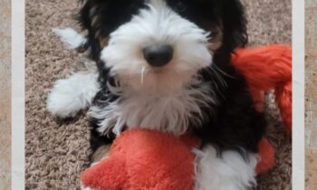 YOUR DOG’S FAVORITE TOY