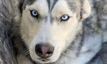 RED FLAGS IN DOG TRAINING ADS