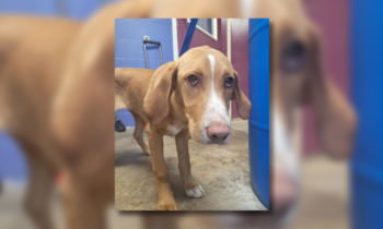 Puppy found by Latah County deputies searching for owner