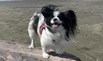 SPRING SPORTS AND ACTIVITIES FOR YOU AND YOUR DOG