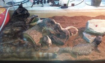 CATS AND PETS OTHER THAN DOGS—CAN THEY LIVE TOGETHER HAPPILY?