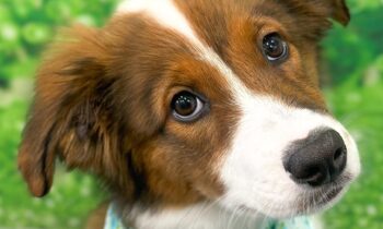 WHAT’S YOUR FAVORITE PODCAST ABOUT PETS AND ANIMALS?