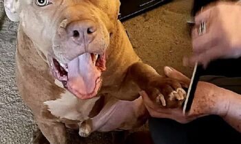 DO YOU TRIM YOUR PET’S NAILS?