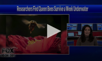 Researchers Find Queen Bees Survive A Week Underwater