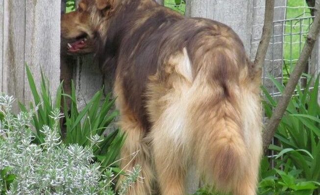 SmudgeLooksThruFence | FOX 28 Spokane