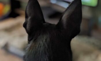 DOG TRAINING VIDEOS—IS IT A JOKE OR IS IT A SCAM?