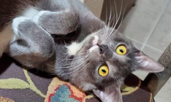 YOU’LL BE AWAY FOR DAYS—WHAT’S YOUR PLAN FOR YOUR CATS?