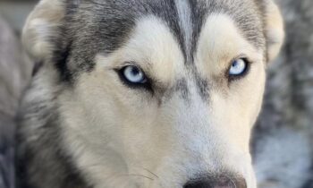 PET HEALTH INSURANCE—IS IT WORKING FOR YOU?