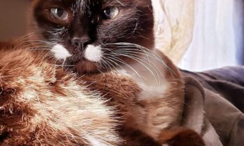 HOW DID YOU DECIDE WHAT TO NAME YOUR PET? (PART THREE)