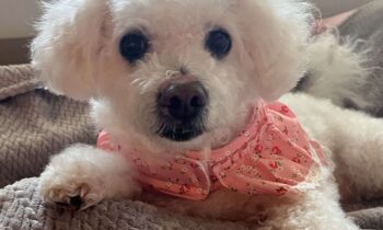 EMOTIONAL SUPPORT ANIMAL (ESA) LETTERS SOLD ONLINE—ARE THEY A SCAM?