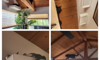 HOME IMPROVEMENTS FOR CATS—CATIOS, CLIMBING STRUCTURES, AND MORE