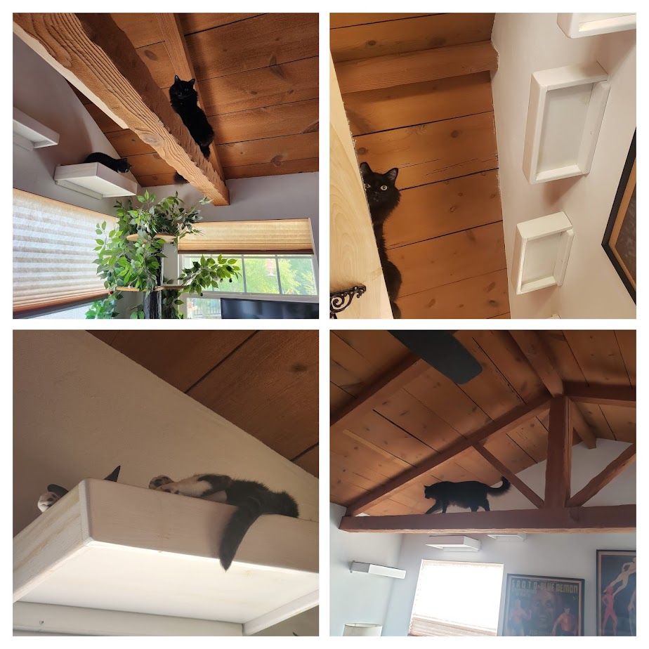 LiliChinCats | FOX 28 Spokane