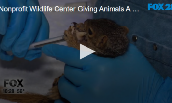 Nonprofit Wildlife Center Giving Animals A Second Chance