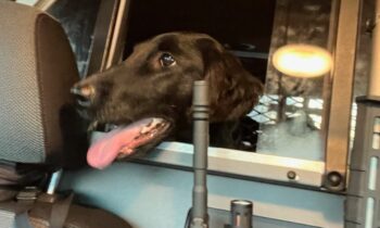 YOUR DOG WAS LOST—WAS YOUR DOG FOUND?