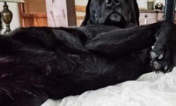 WHERE DOES YOUR DOG SLEEP?