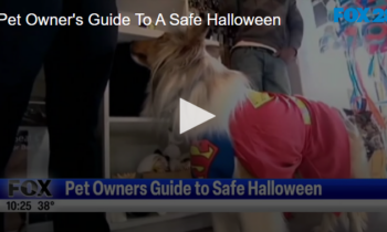 Pet Owner’s Guide To A Safe Halloween