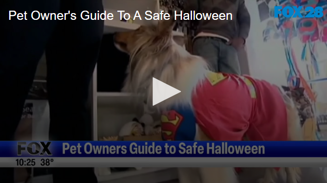 Pet Owner's Guide To A Safe Halloween October 25 2024