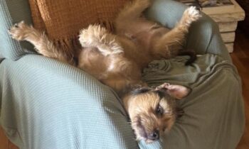 WHERE DOES YOUR DOG SLEEP? MORE ANSWERS!