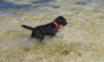 MOVING WITH PETS ACROSS AN OCEAN