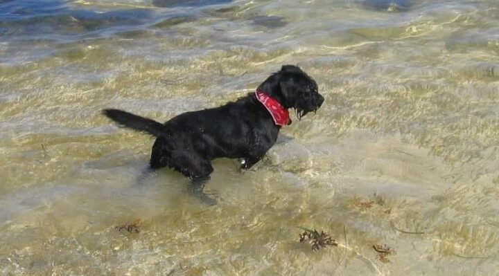 ColetteKaseOceanDog | FOX 28 Spokane