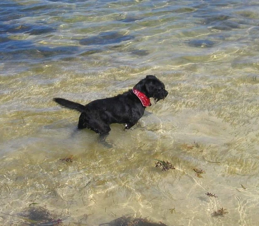 ColetteKaseOceanDog | FOX 28 Spokane