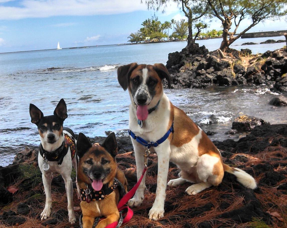 DawnsDogsHawaii | FOX 28 Spokane