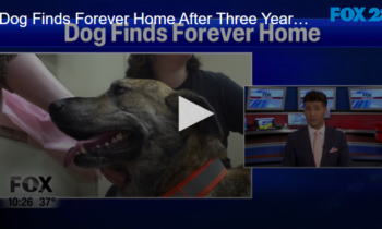Dog Finds Forever Home After Three Years At Shelter
