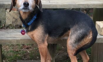 USE AN ANTI-BARK DEVICE ON A NEIGHBOR’S DOG?