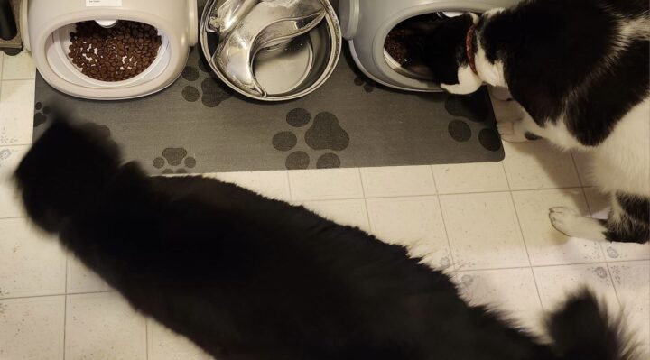 RebeccaCookBothCats | FOX 28 Spokane