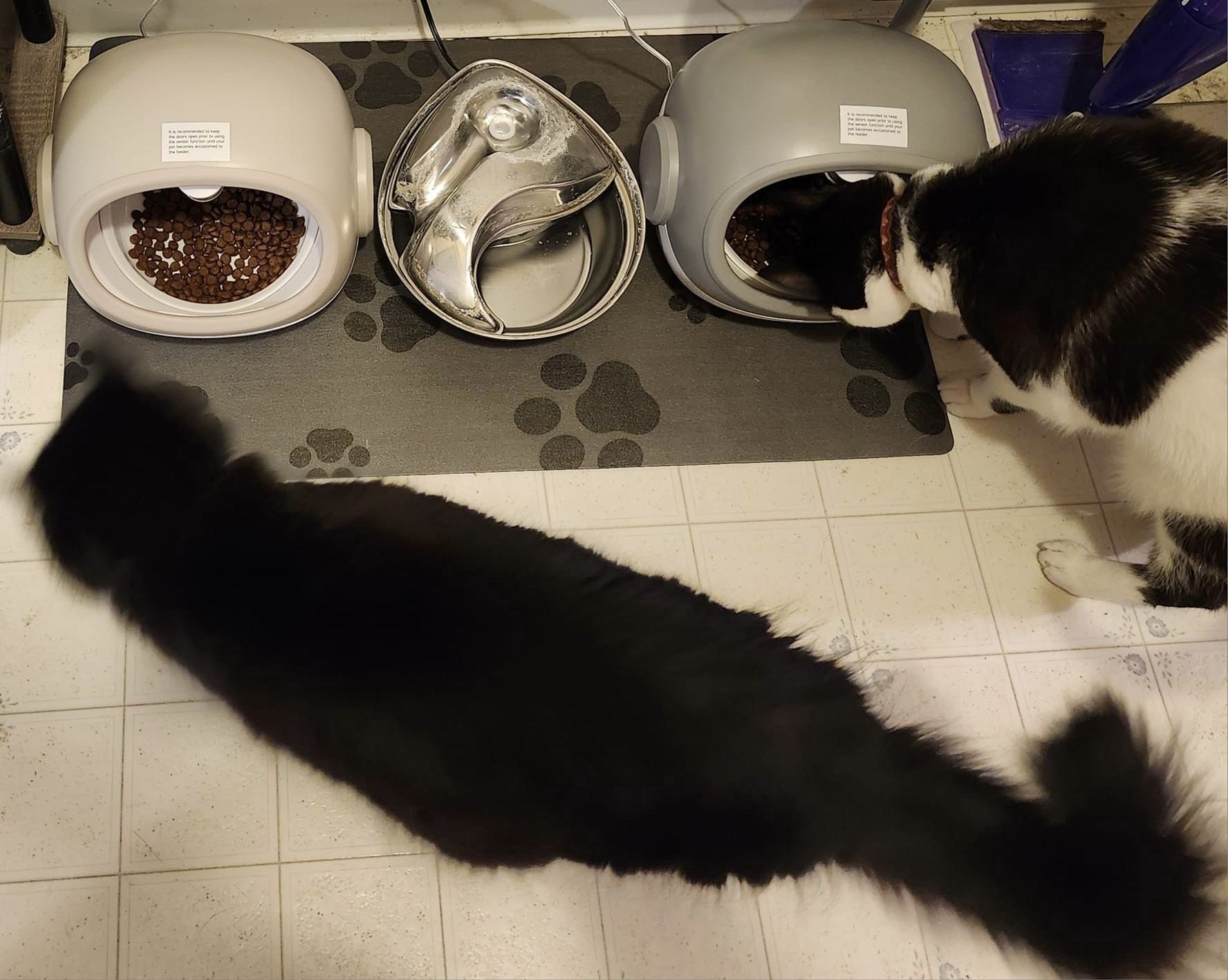 RebeccaCookBothCats | FOX 28 Spokane