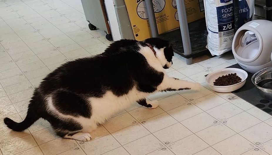 RebeccaCookOneCat | FOX 28 Spokane