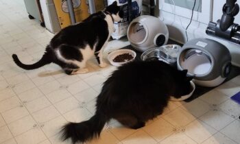 INTRODUCING CATS TO AUTOMATED FEEDERS—A TRUE STORY