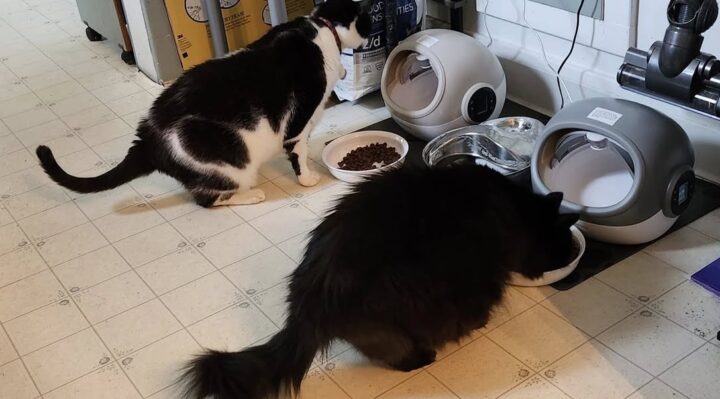 RebeccaCookTwoCats | FOX 28 Spokane