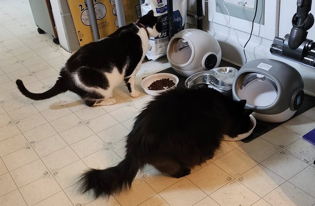 RebeccaCookTwoCats | FOX 28 Spokane