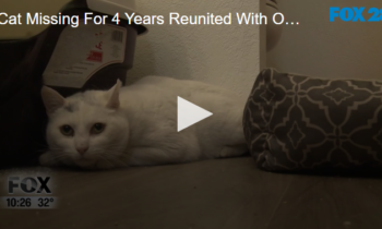 Cat Missing For 4 Years Reunited With Owner