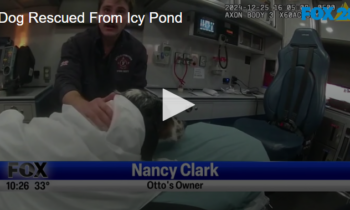 Dog Rescued From Icy Pond