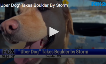 ‘Uber Dog’ Takes Boulder By Storm