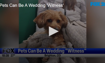 Pets Can Be A Wedding ‘Witness’