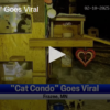 'Cat Condo' Goes Viral March 13 2025