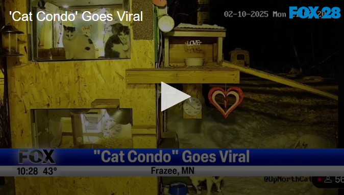 2025-03-13 094824 | FOX 28 Spokane 'Cat Condo' Goes Viral March 13 2025