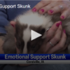 Emotional Support Skunk March 26 2025