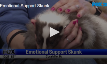 Emotional Support Skunk