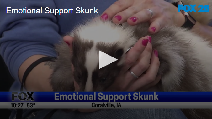 Emotional Support Skunk March 26 2025