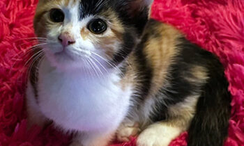 CONCIERGE VETERINARY CARE—WHAT IS IT?