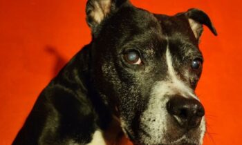 YOU WANT TO TAKE YOUR NEW PUP TO A DOG-FRIENDLY PUB?