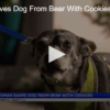 Woman Saves Dog From Bear With Cookies April 29 2025